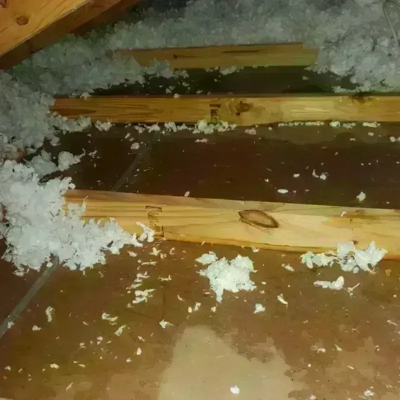 Attic Water Damage in Newport, KY